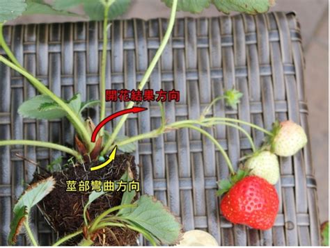 種草莓瘀青|親親被「種草莓」怎麼消？醫提「3階段」消吻痕 超。